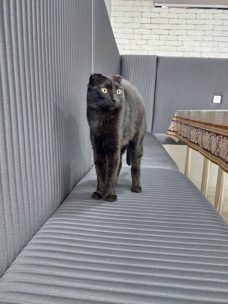 Кошка девочка кастрированная