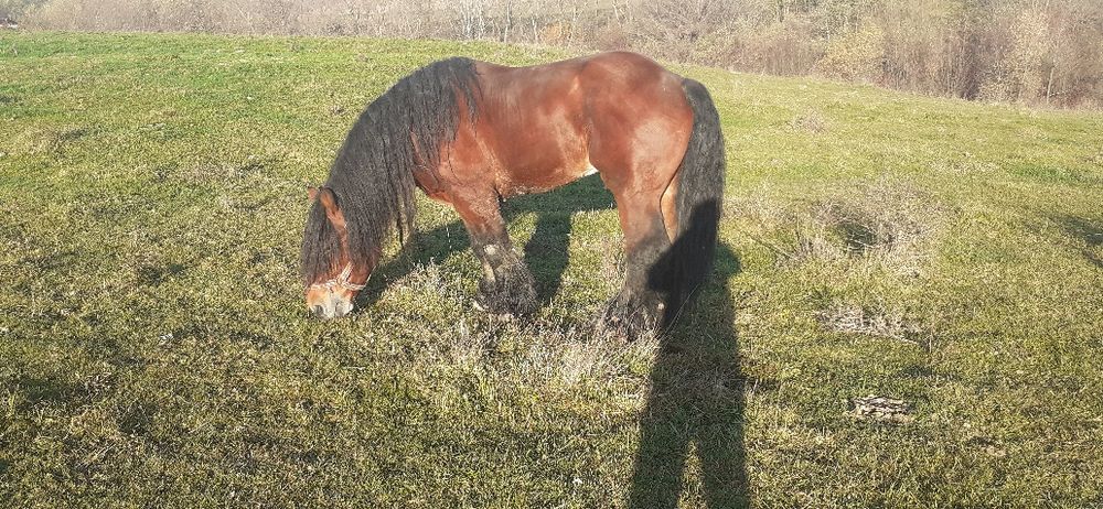 Vând armăsar foarte Cuminte