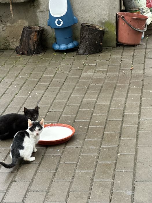 Donez pisicutele din imagini