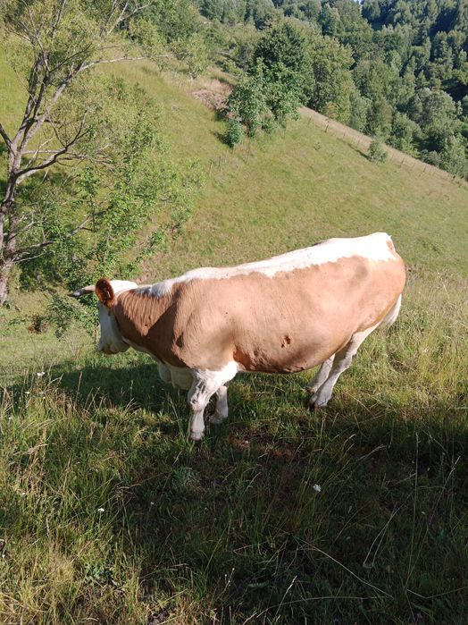 Vând vaca cuminte de 8 ani ,vaca este mare ,grasa bună de lapte