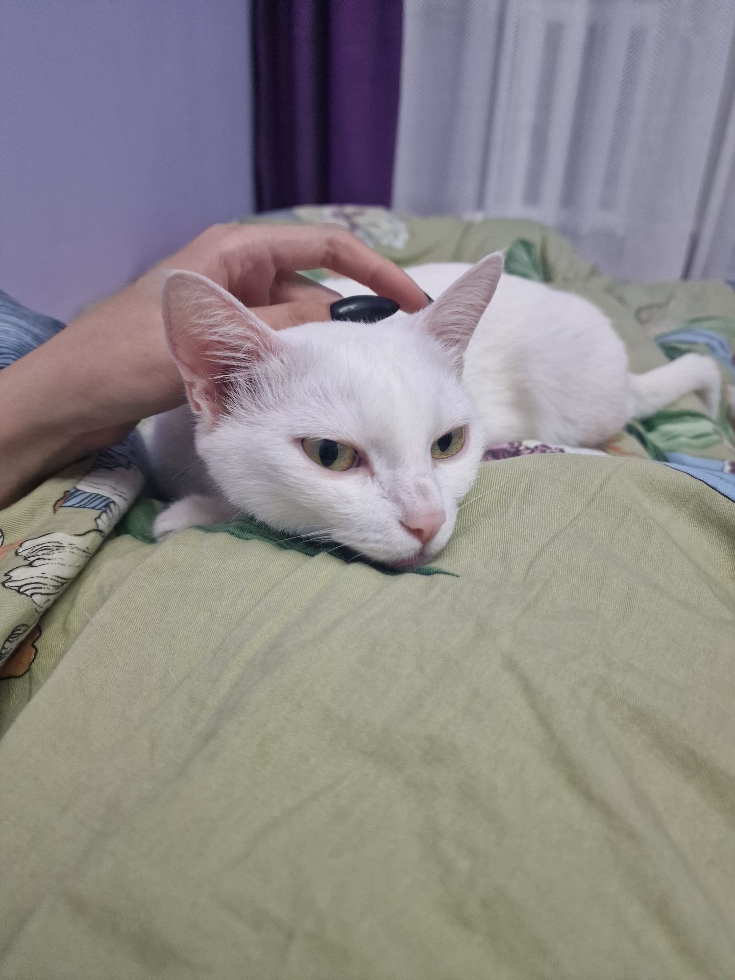 Только в  частный дом! Отдаётся кошка, 9 лет