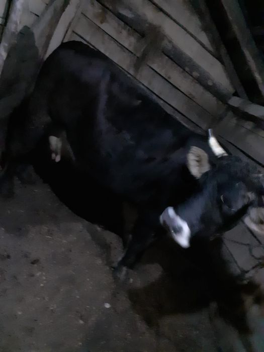Vacă de  vânzare