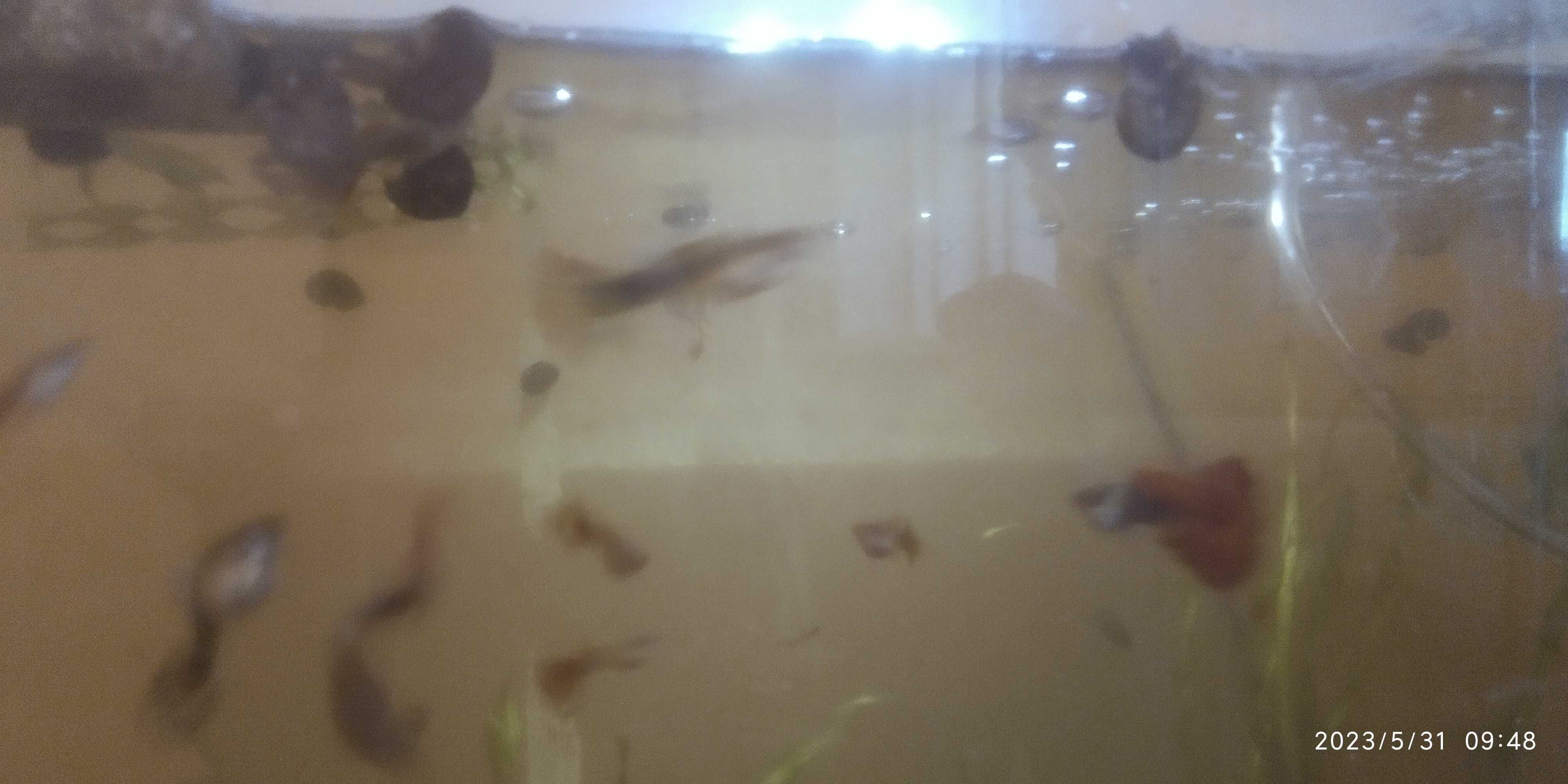 Аквариумные рыбки гуппи испанка