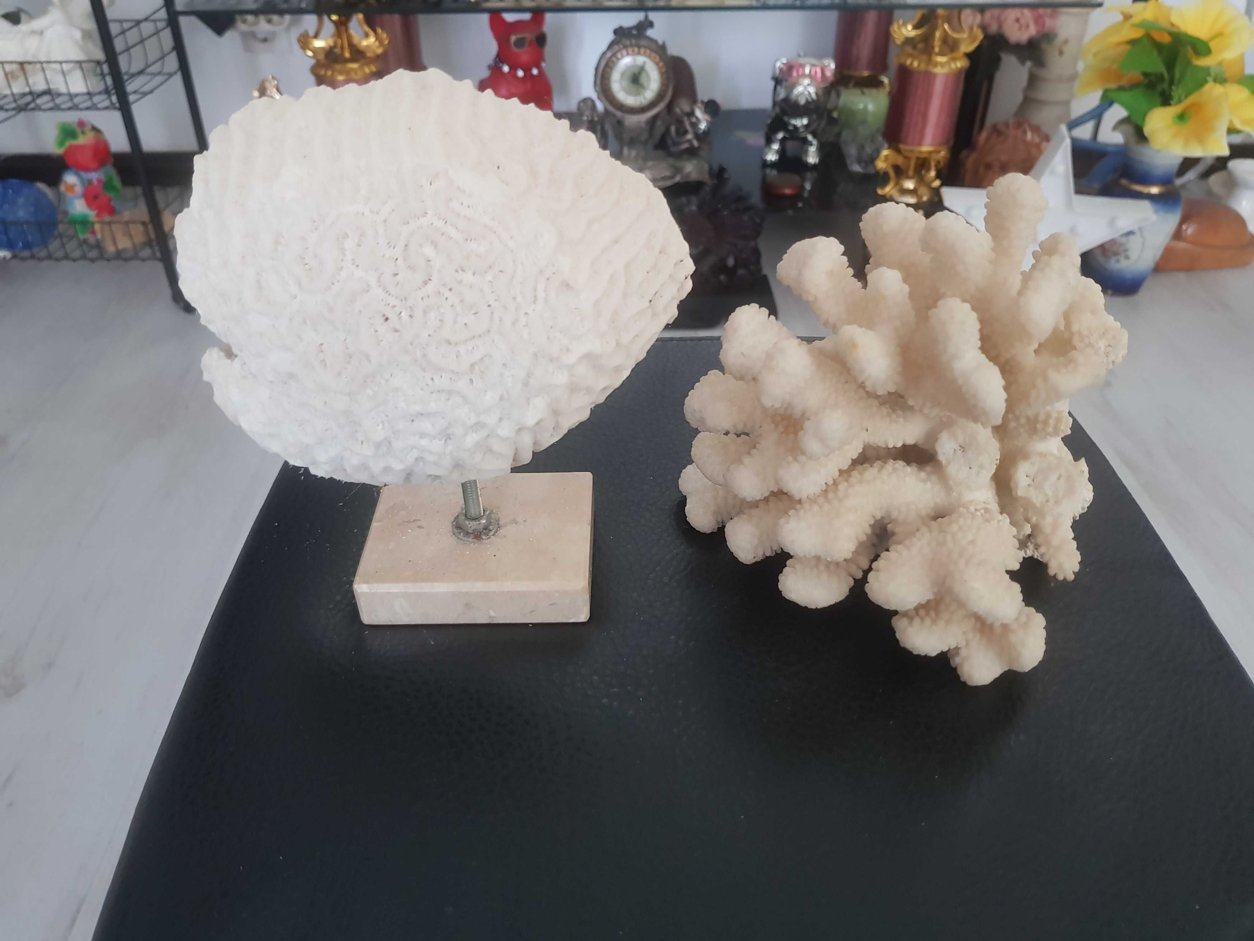 Decor marin – Set 2 corali naturali pentru decor interior