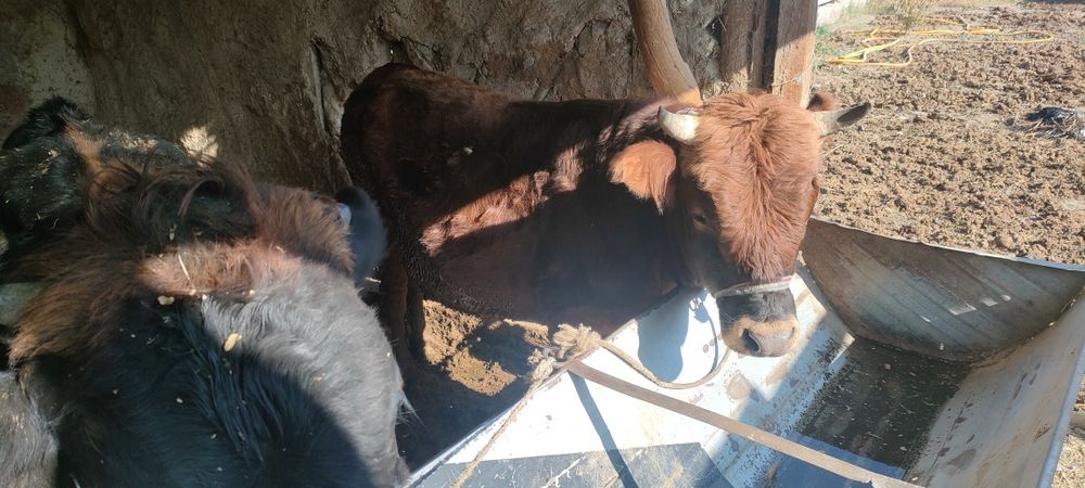 Боқиладиган местни буқалар сотилади