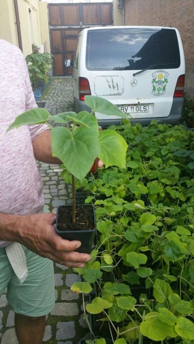 vind paulownia lemnificate 25-30cm ghiveci individual sau tavite