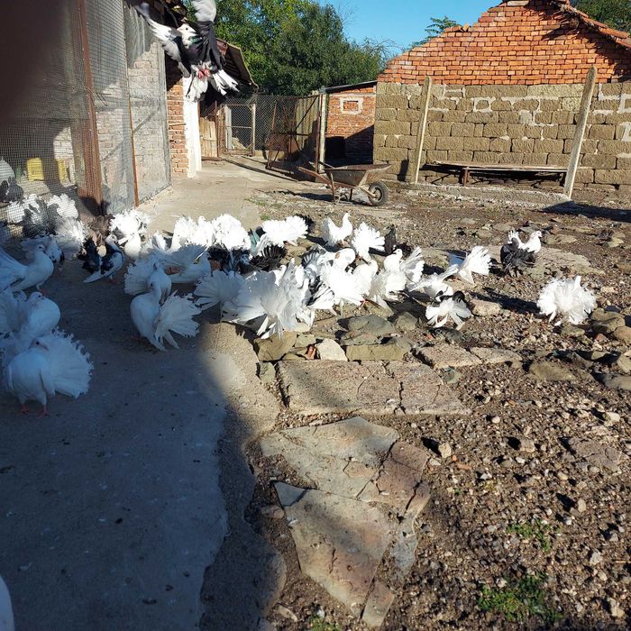 Продавам гълъби финерлии