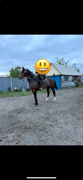 Продам айгыр( жеребец)