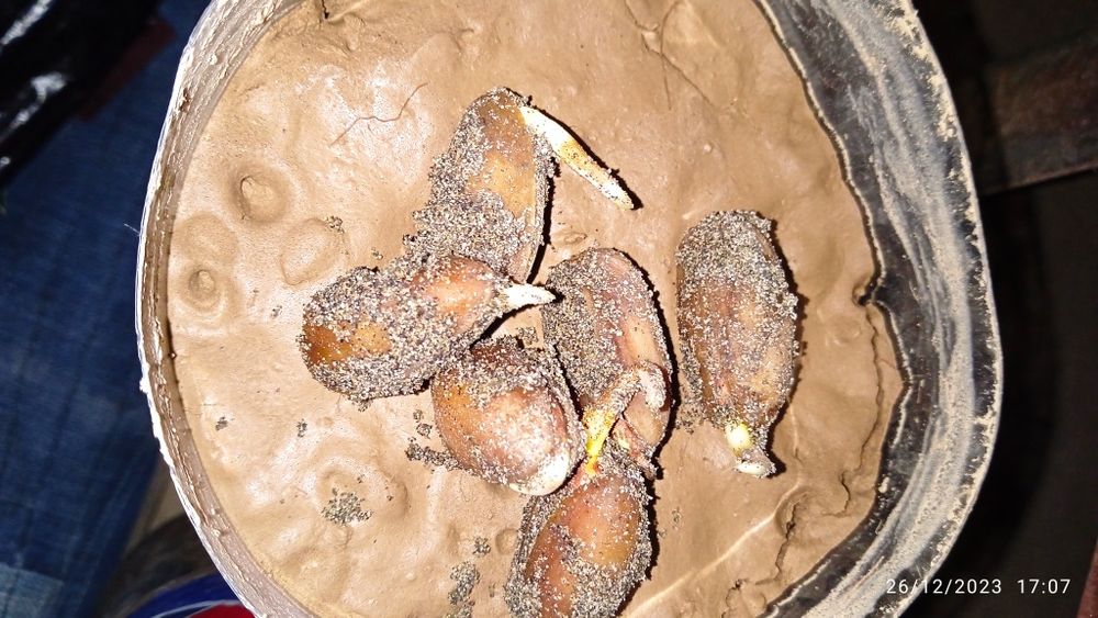 Eron pista urugʻi sotiladi