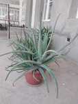 aloe guli sotiladi
