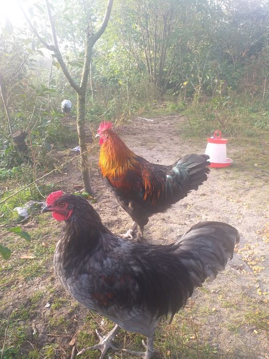 Vând cocos Marans și Australorp