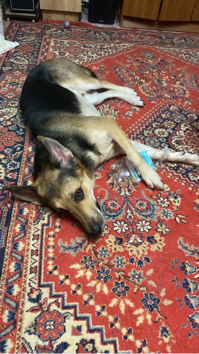 Отдам собаку помесь немецкой овчарки