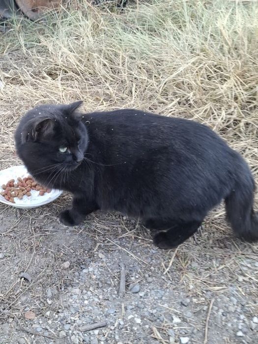 Отдам кошку в добрые руки