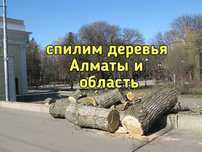 Спил деревьев. Спилим. Спилить. Санобрезка . пилим. Ағаш. Агаш