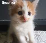 Отдам красивых котят