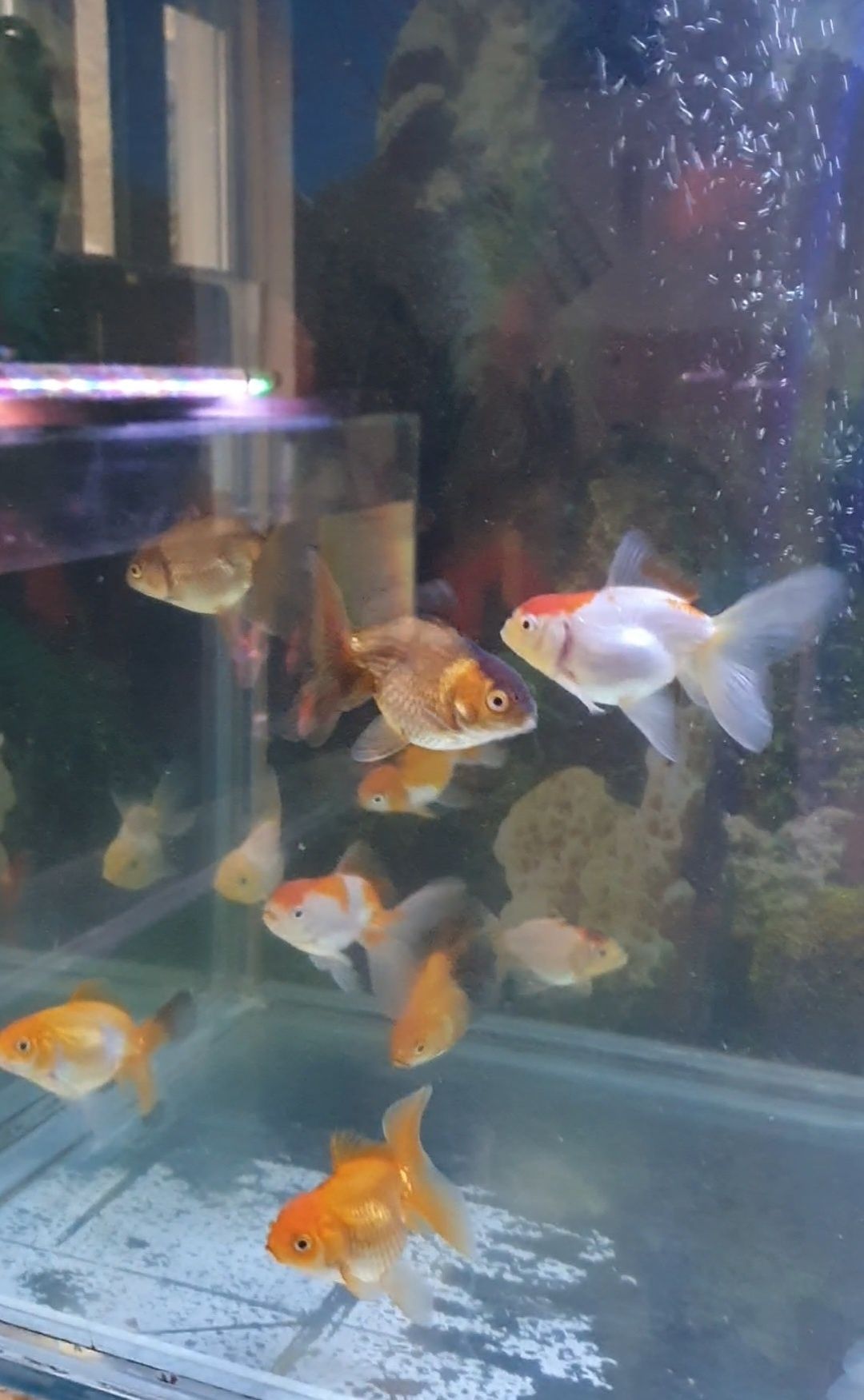 Златни рибки Оранда