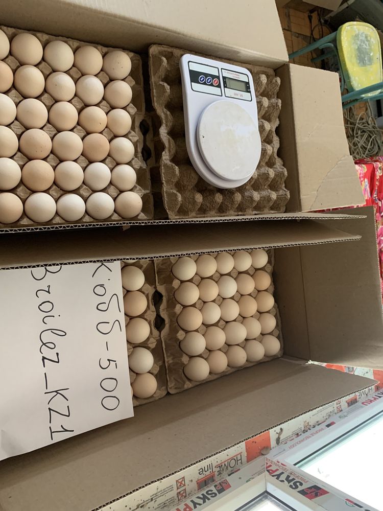 Инкубационные яйца бройлер Кобб-500