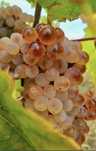 Vand struguri de vin Galati