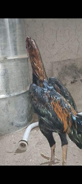 Жужалар сотилади