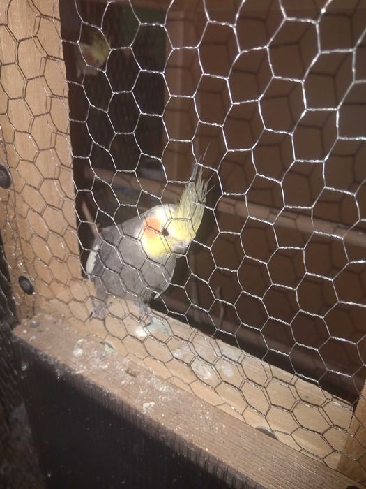 Папагали Корела с клетка