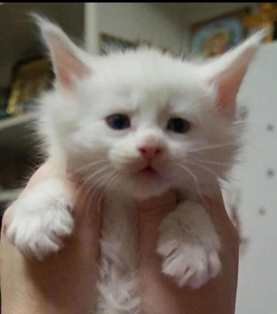 Котята Мейн куны мальчики