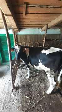 Vant junica de 1 an si 1 luna Holstein