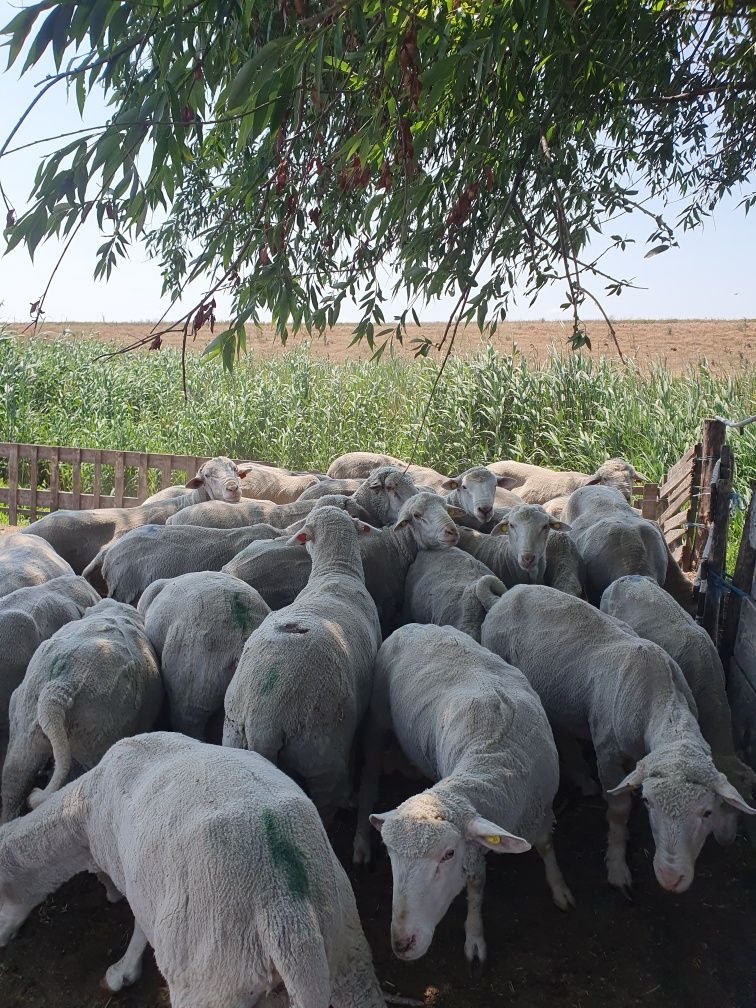 Berbeci de prăsilă merinos cu ille de france 8 buc.