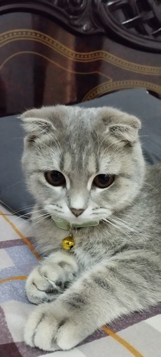 Продам кошку или котенок