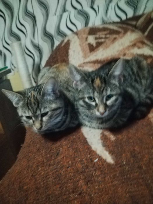 Подарявам много красиви ддомашни котенца, област Варна