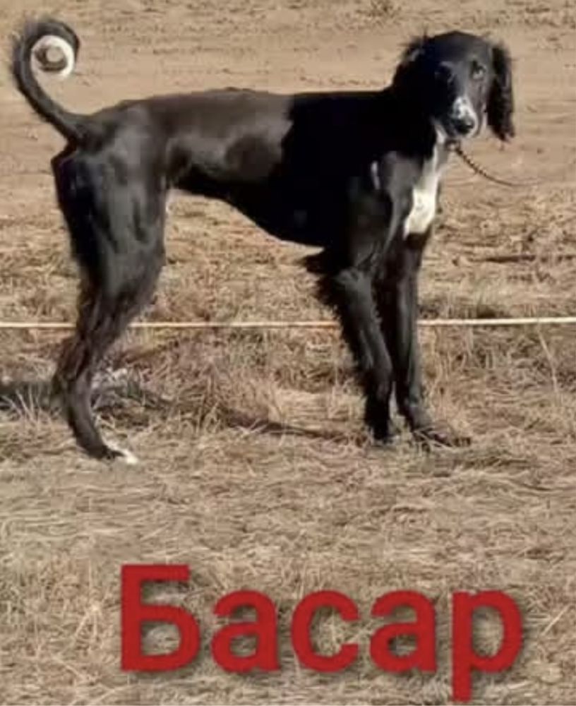 1айлық тазы қаншық күшік
