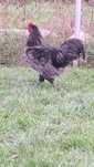 Cocosi diferite rase