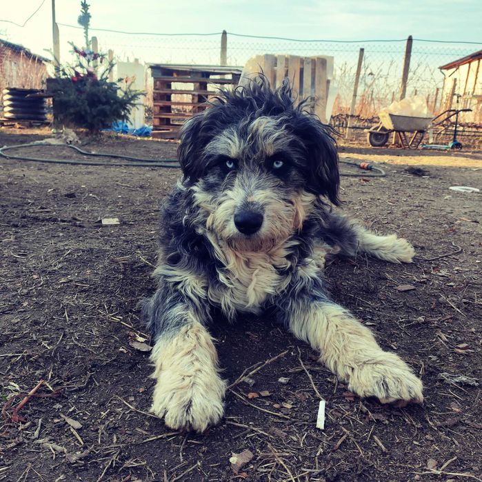 Подарявам мъжко куче