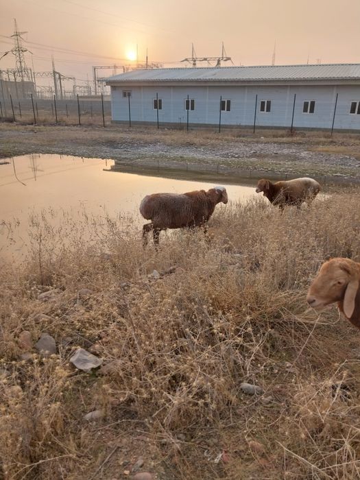 Куйчкорлар сотилади