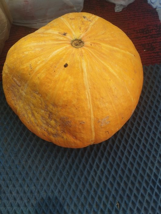 Продам тыкву домашнюю