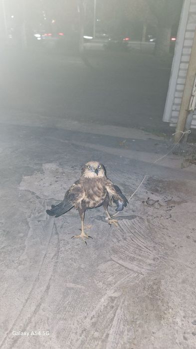 Qamich lochini xali yosh