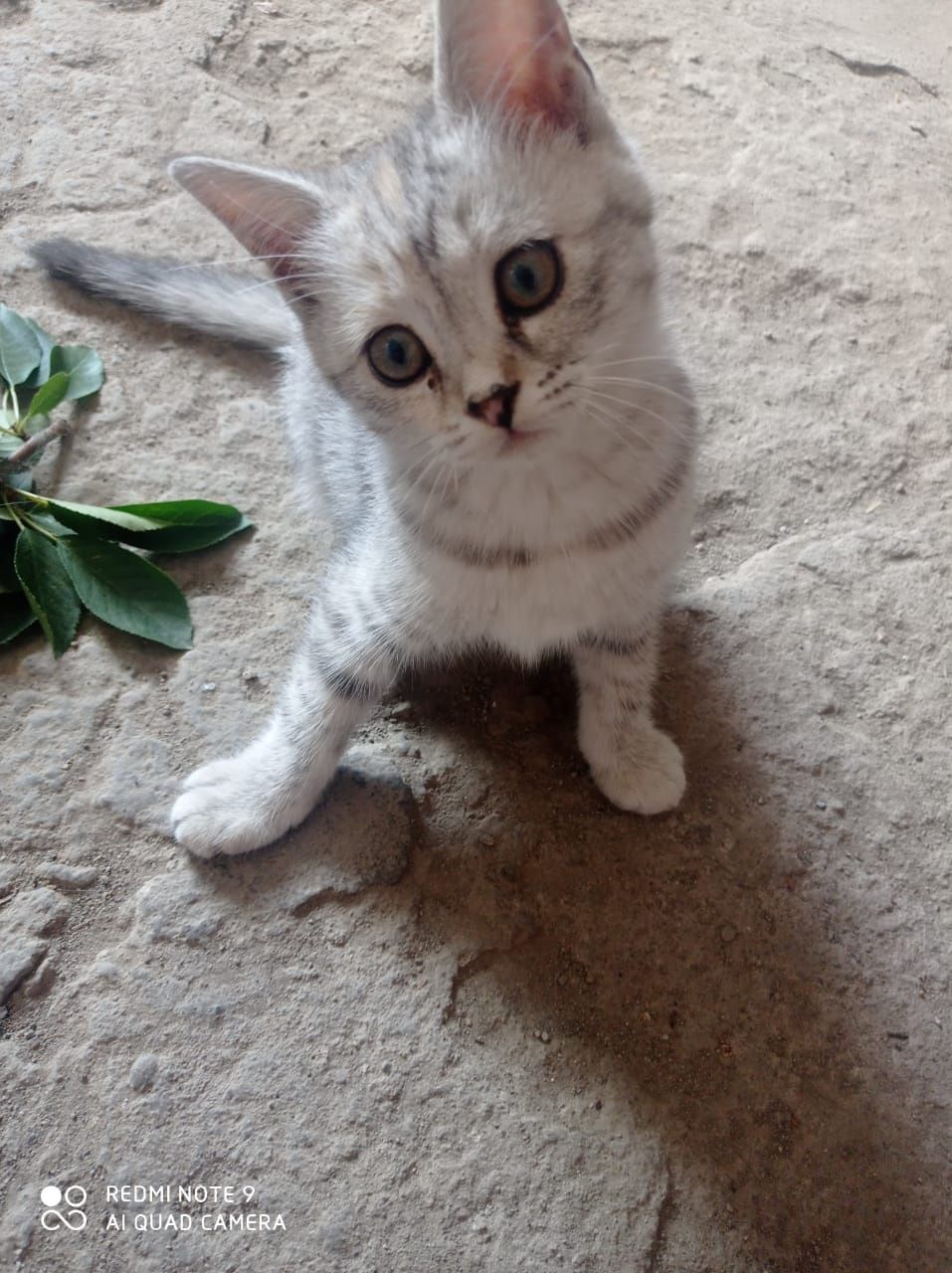 Бесплатно котёнок
