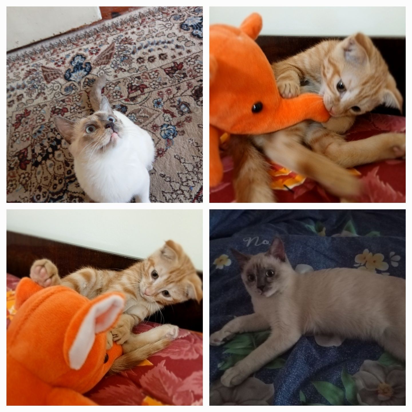 Zotdor mushuklar