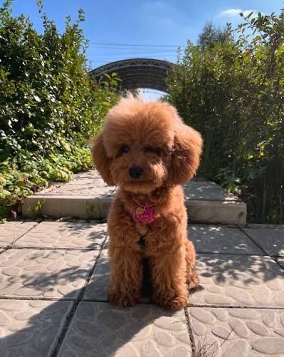 Продам собачку домашнюю