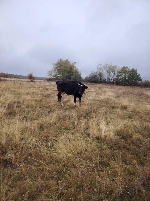 Продавам две крави