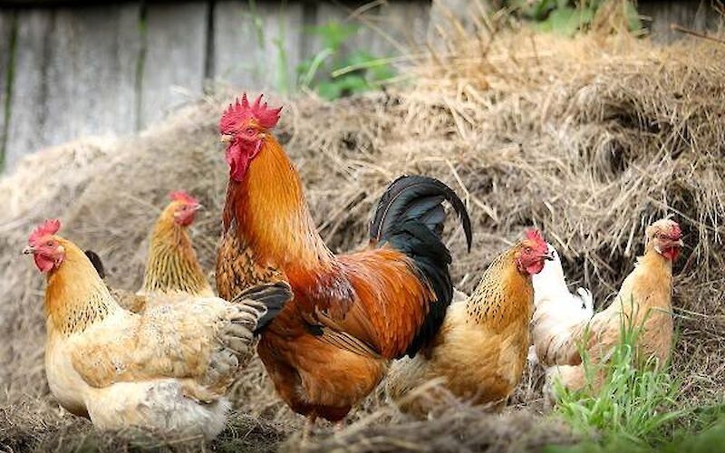 Продам курей и петуха