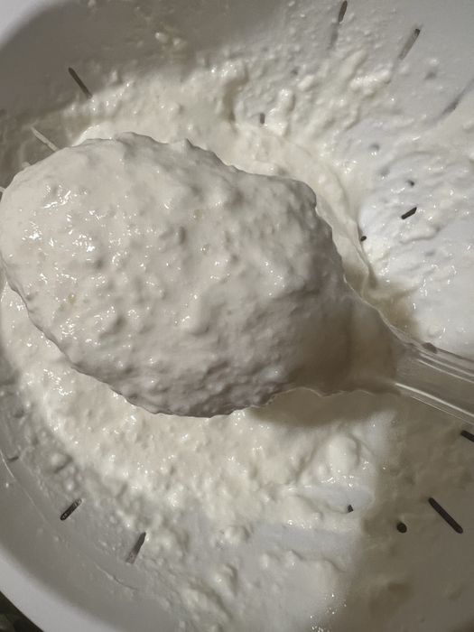 Ciupercă de Kefir