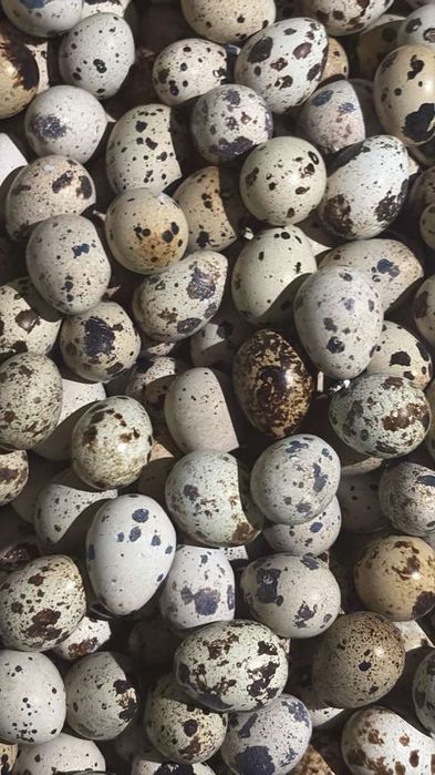 Бөдененің жұмыртқасы