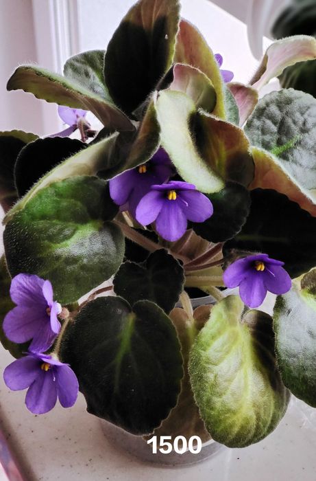 Комнатные растения