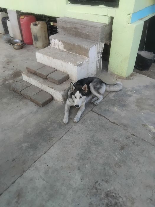 De vanzare pui huski siberian