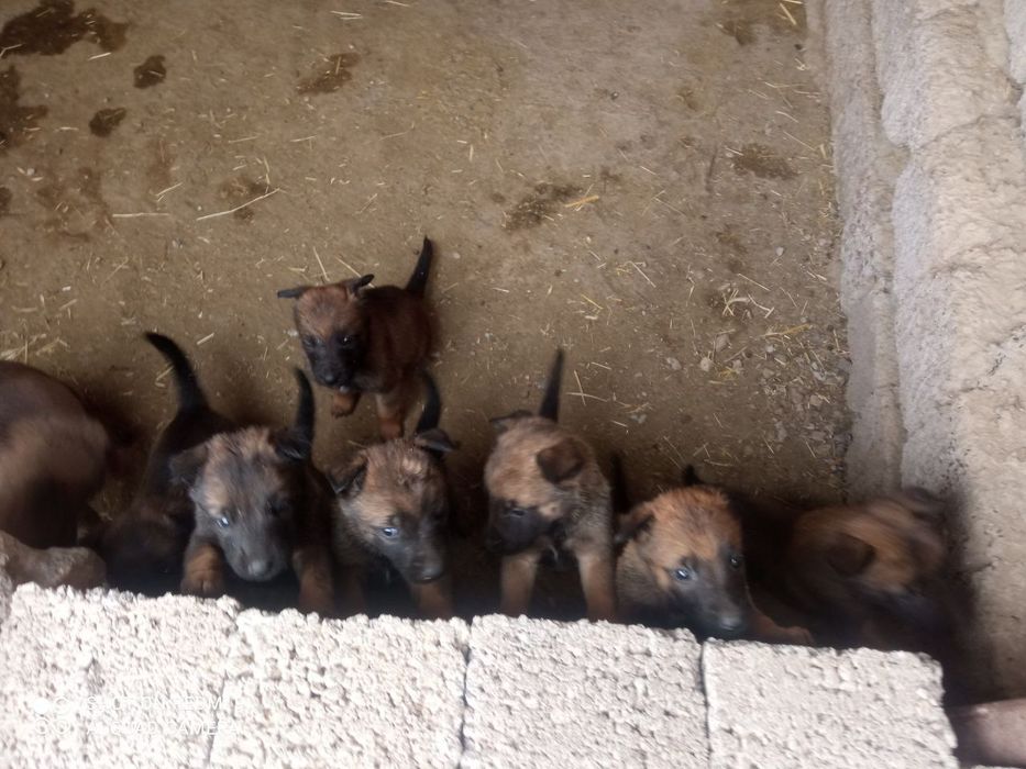 Toza qon  belgiya afcharkasi