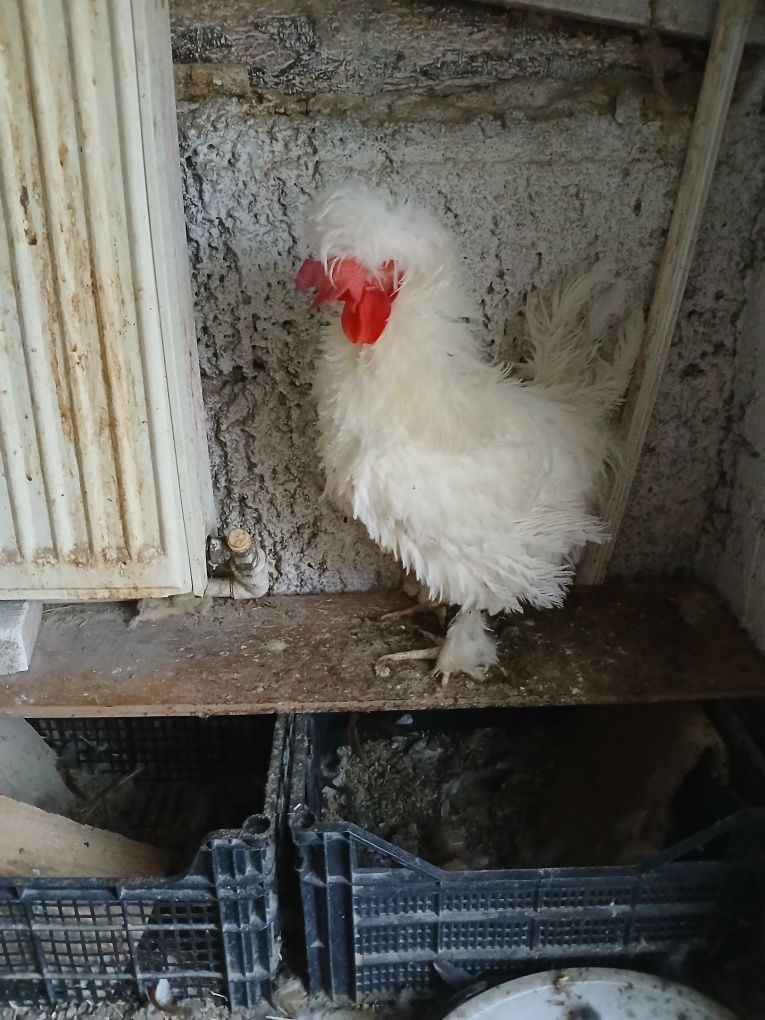 cocoși cochinchina pitic galben