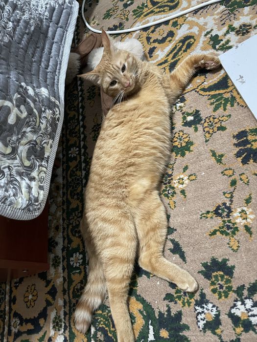 Ищу любящую семью для особенного рыжего котика — Апельсина