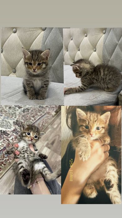 3 месячный котенок, мальчик, отдам в хорошие руки.