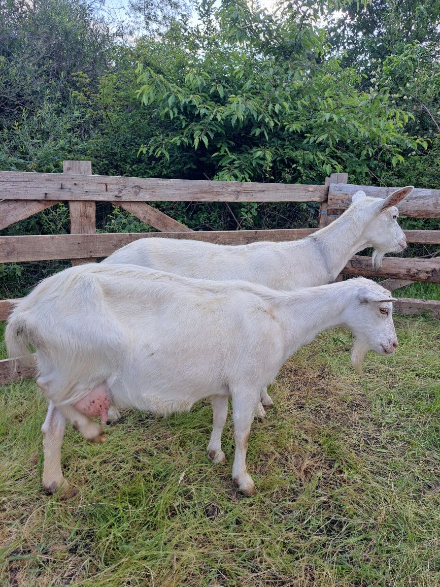 Capre albe de banat și sannen