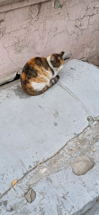 Отдам в хорошие руки кошек рожать не будут